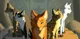 -Warrior cats RPG-