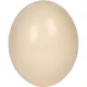Talking Ostrich Egg