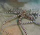 Mimic Octopus
