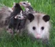 Mompossum