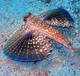 Flying Gurnard