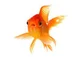 goldfish named bob