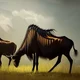 Wildebeest