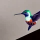 hummingbird