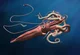 Colossal squid