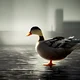 Lonely duck