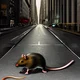 NYC Rat