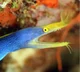 Ribbon Eel