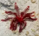 Red Feather Star