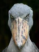 Shoebill