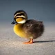 baby duck