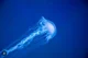 Box Jellyfish