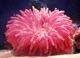 Sea anemone