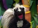 Stinky the Skunk