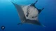Giant oceanic manta 