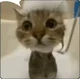 cat bath