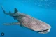 Whale Shark