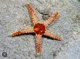 Starfish