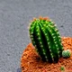 Minicactus