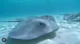 Sting Ray 
