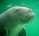 Dugong