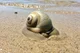 Moon Snail