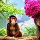 gay monkey