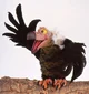 Guffery the Vulture