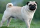 Pug