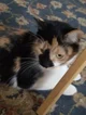 Kit the Calico Cat