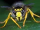 Wasp