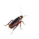 Cockroach Kae