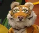 Jared the Tiger