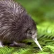 Kiwi Bird
