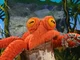 Octavio the Octopus