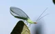 Lacewing