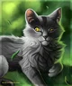 Greystripe 