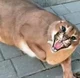 Big Floppa
