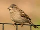 House sparrow