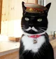 Stalin Cat