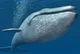 Blue Whale