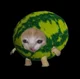 watermelon catelo