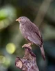YellowBilled Babbler