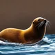 Robert the Sea lion