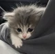 kitten