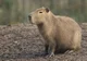 Capybara 