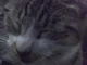 r i p tuna   VENT