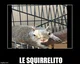 SQUIRRELITO 
