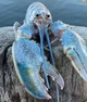 Blue Lobster