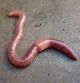 Worm